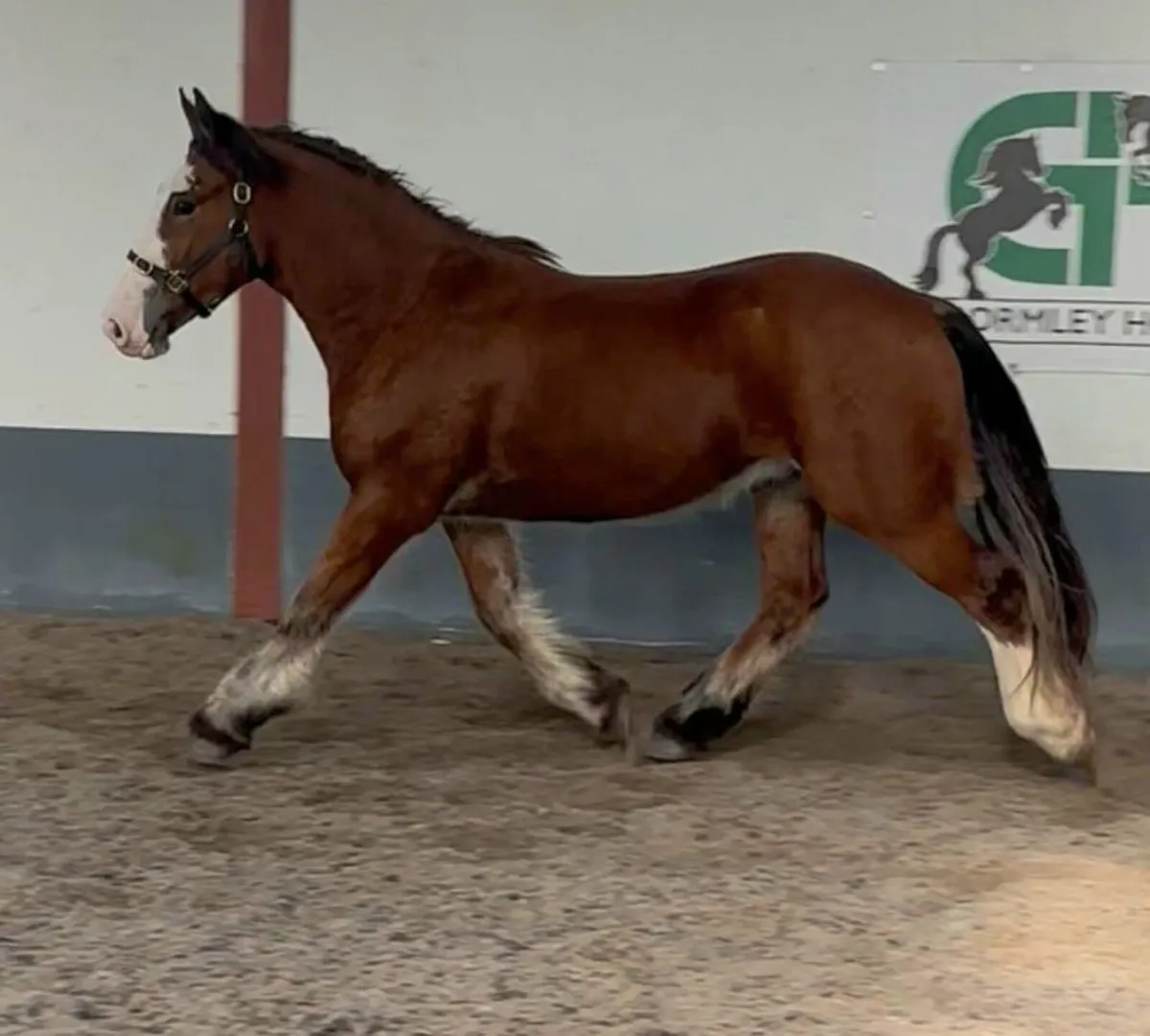 Quality Cob Gelding - Image 1