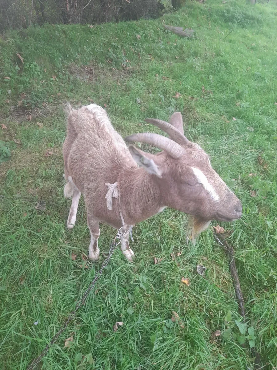 Nanny Alpine Goat - Image 1