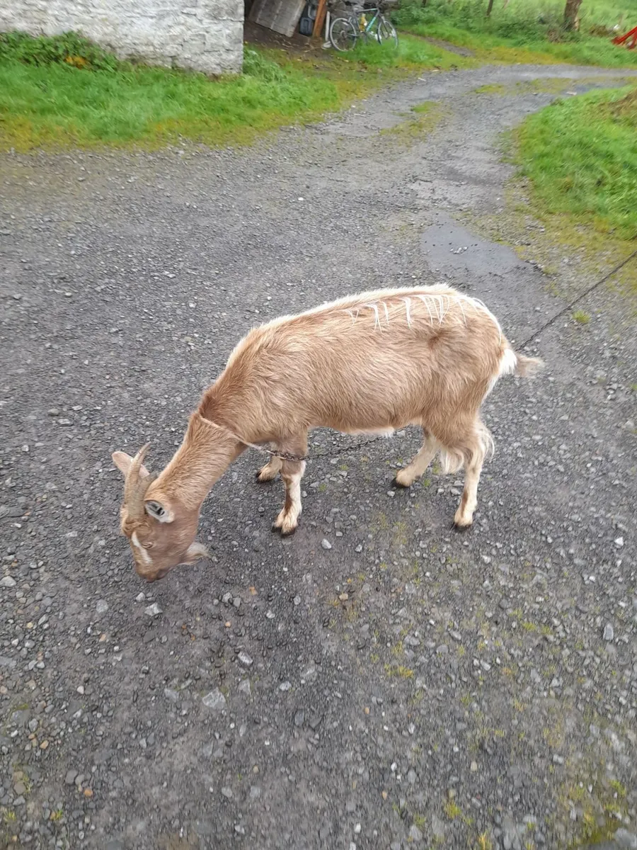 Nanny Alpine Goat - Image 2