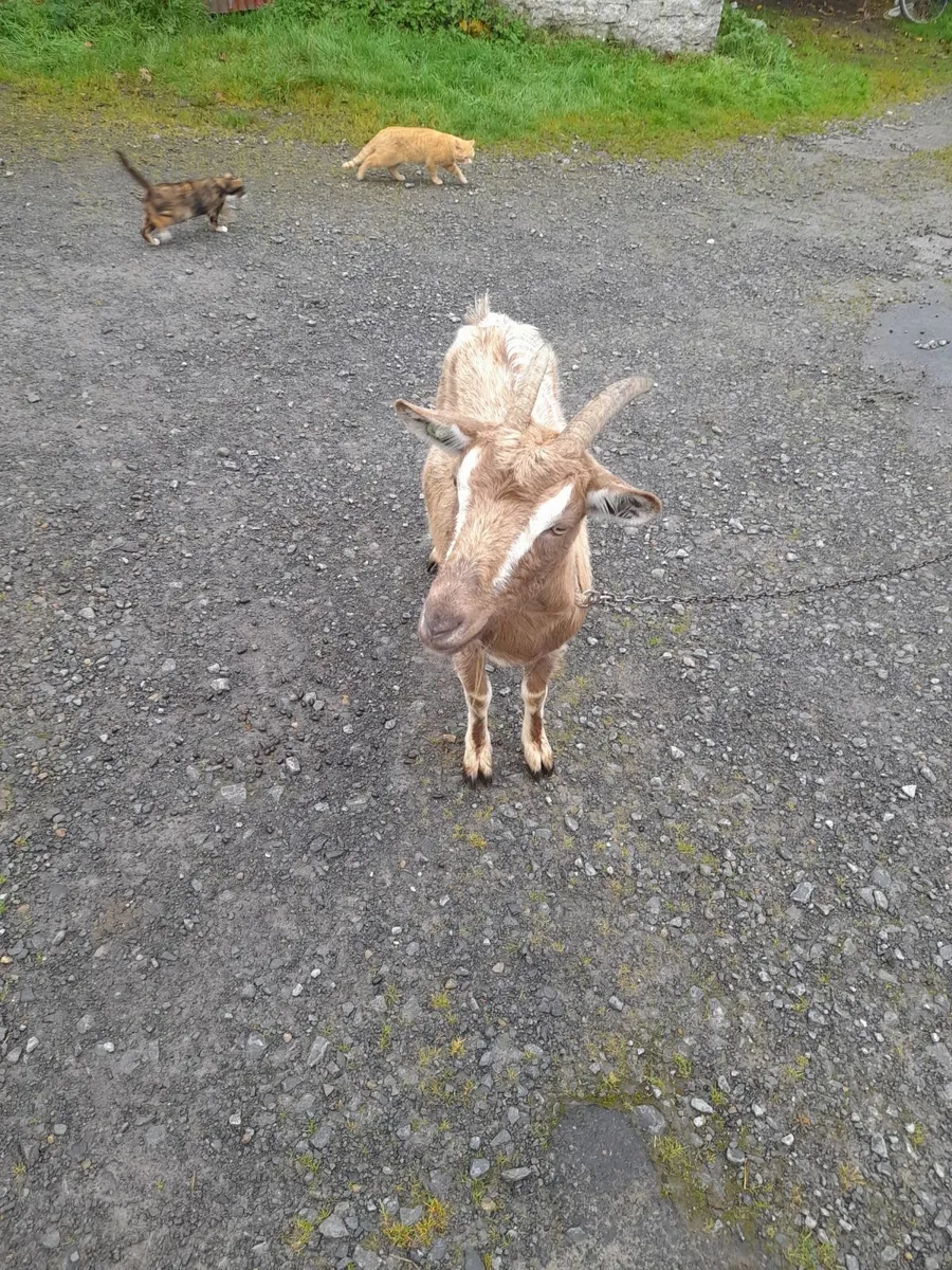 Nanny Alpine Goat - Image 3