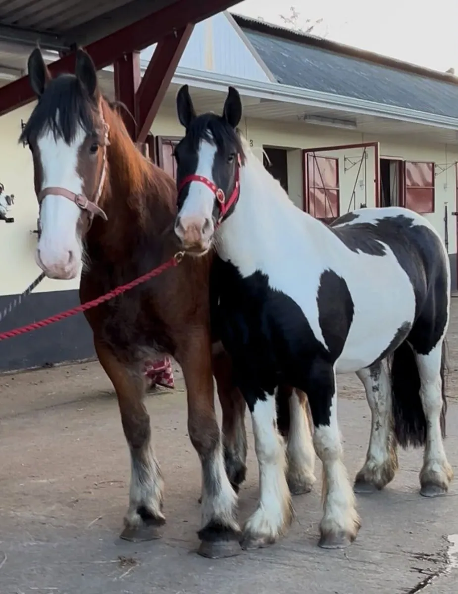 Piebald Cob Gelding - Image 4