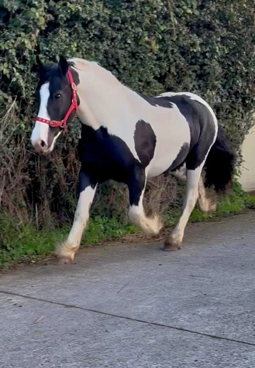 Piebald Cob Gelding - Image 1