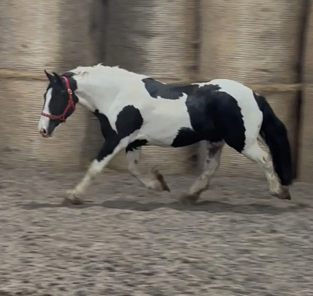 Piebald Cob Gelding - Image 3