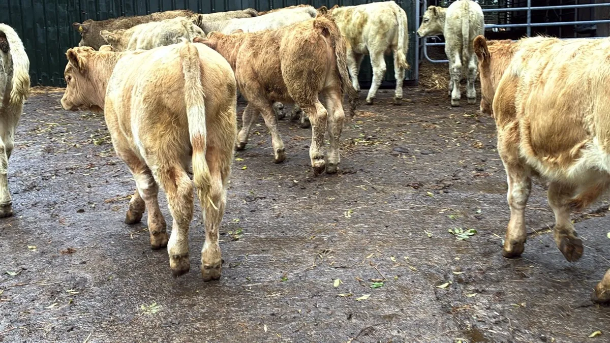 12 super charlaois bull weanlings - Image 1