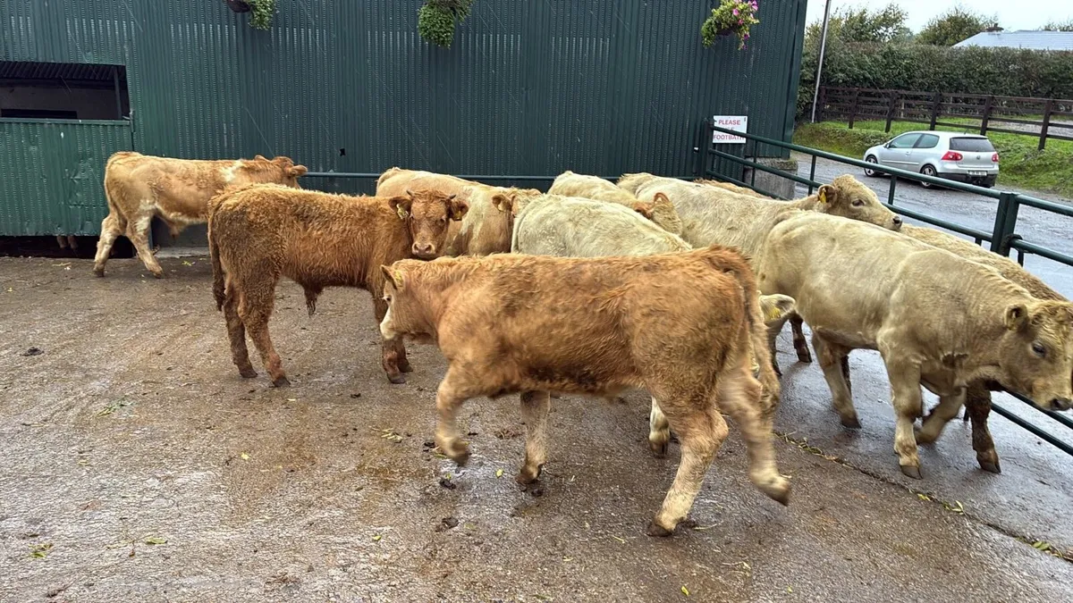 12 super charlaois bull weanlings - Image 2