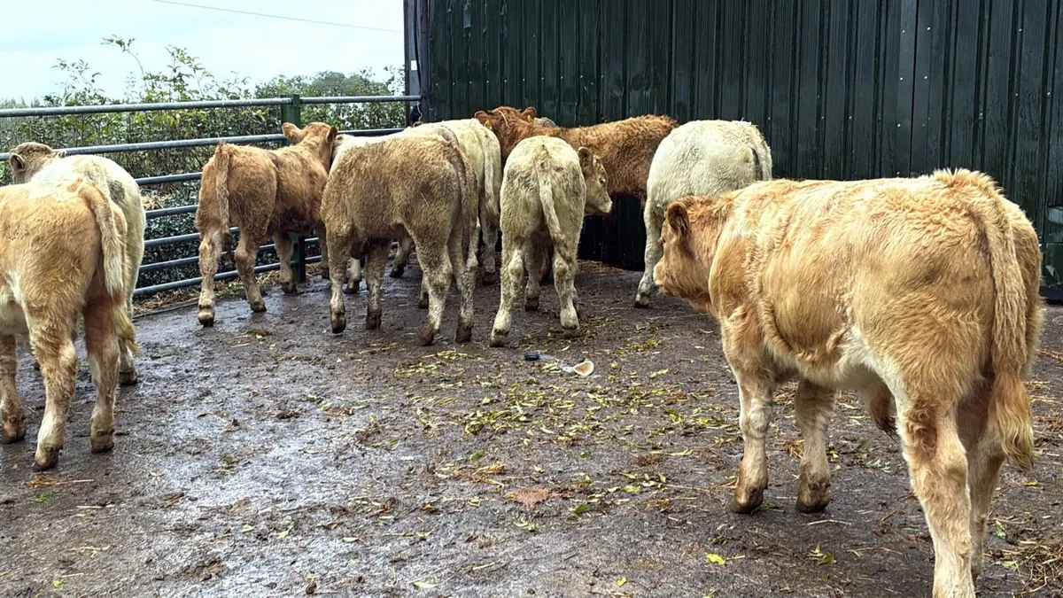 12 super charlaois bull weanlings - Image 3