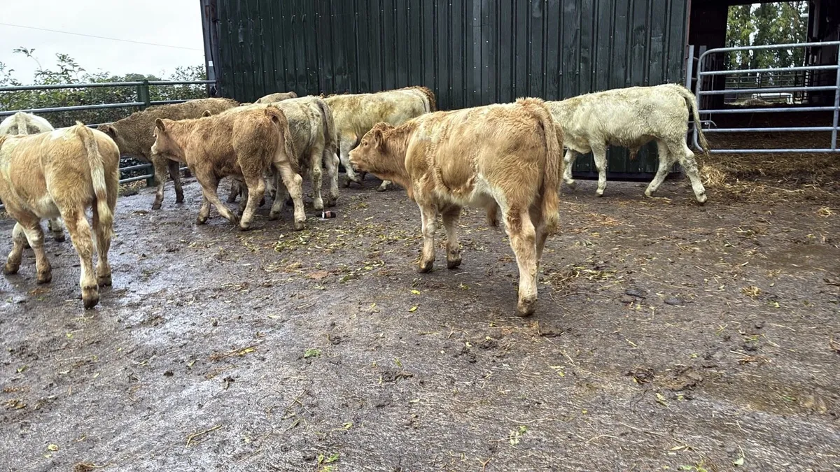 12 super charlaois bull weanlings - Image 4