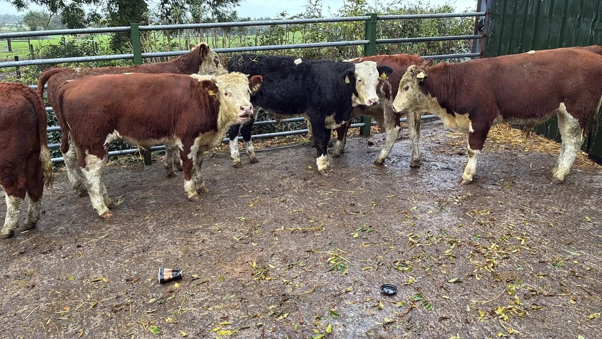6 super Hereford 320 kg bulls - Image 2