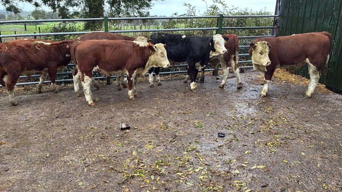6 super Hereford 320 kg bulls - Image 3