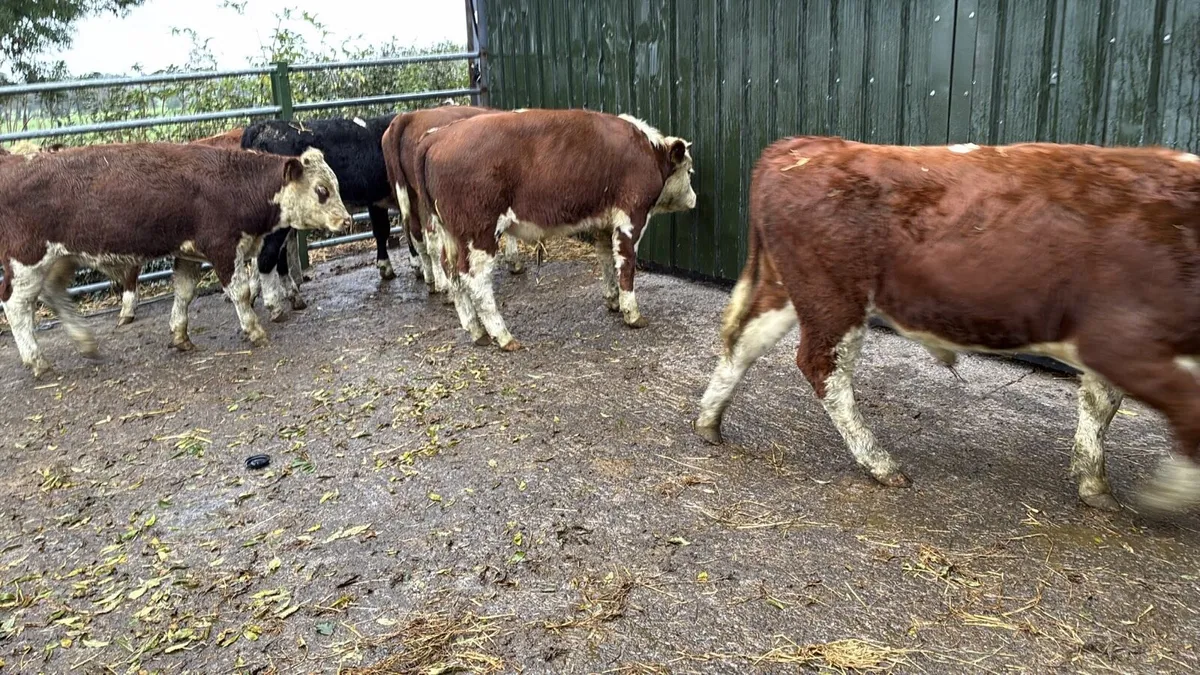 6 super Hereford 320 kg bulls - Image 4