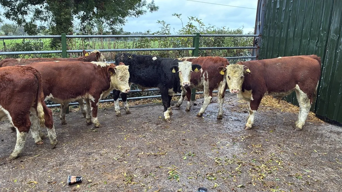 6 super Hereford 320 kg bulls - Image 1