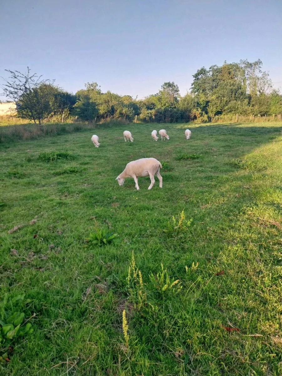 Hoggets ewes - Image 2