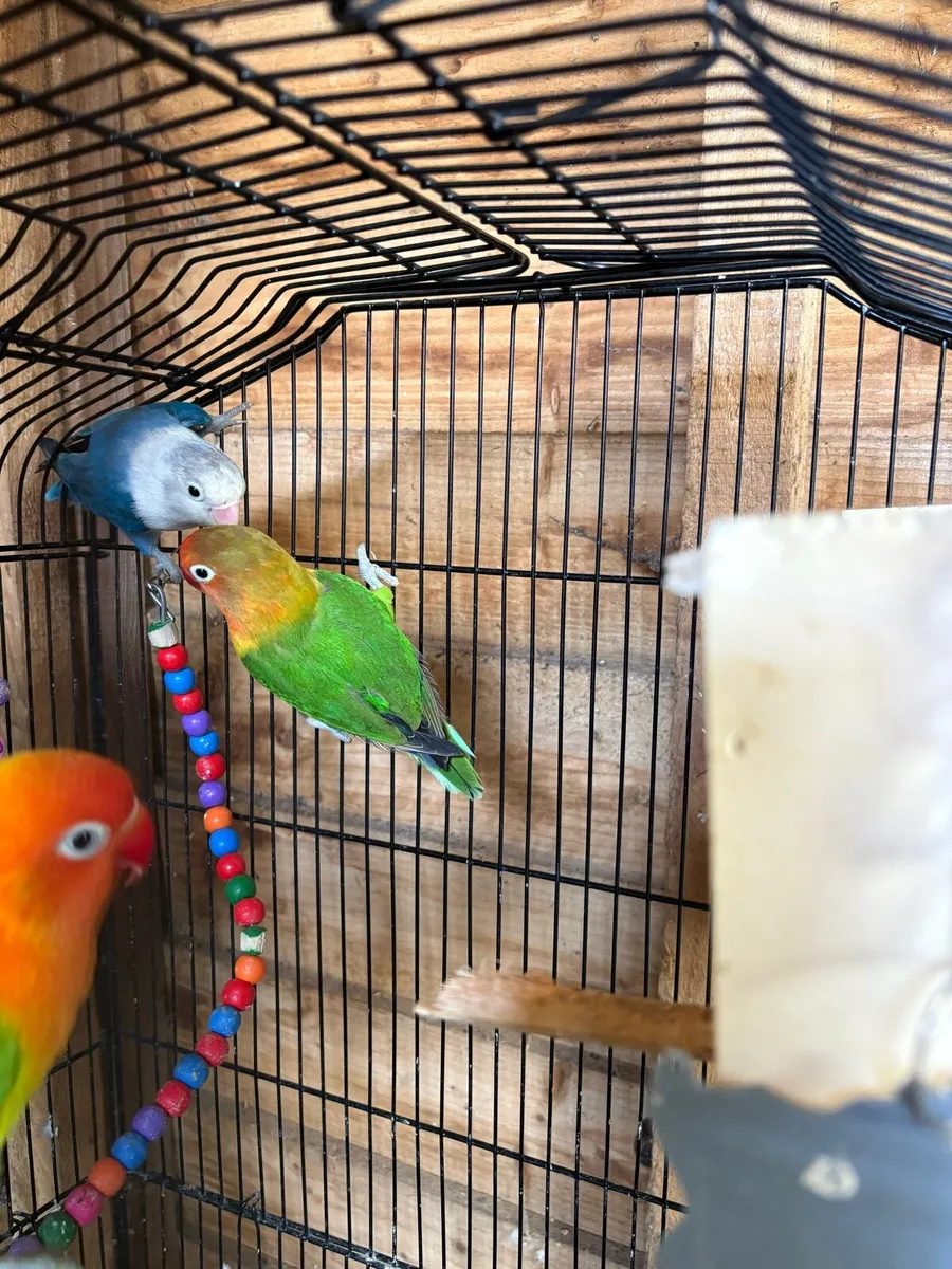 Love birds Fischer & peachface - Image 2