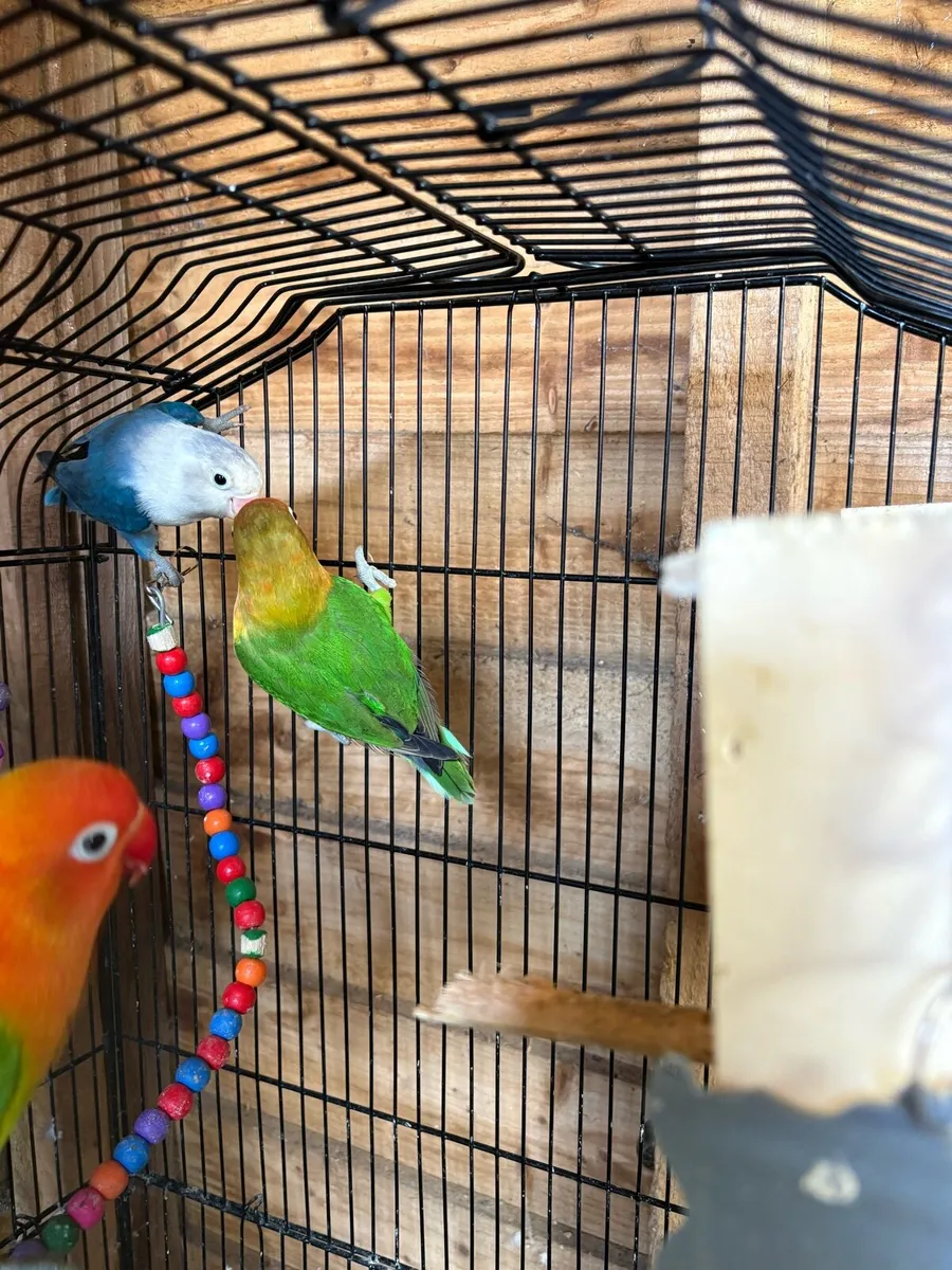 Love birds Fischer & peachface - Image 3