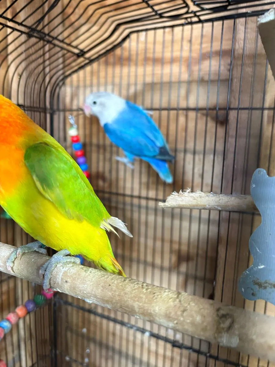 Love birds Fischer & peachface - Image 4