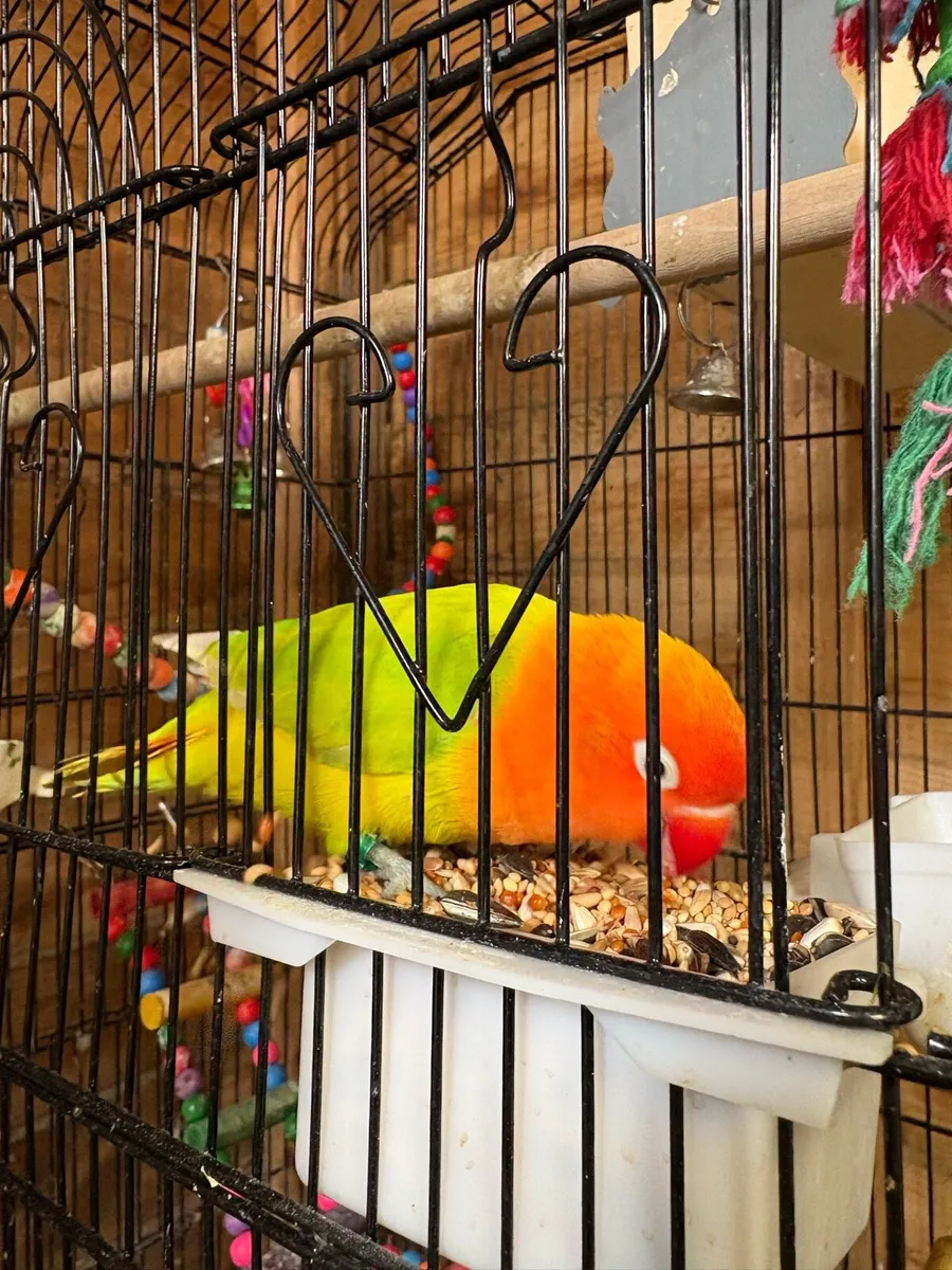 Love birds Fischer & peachface - Image 1