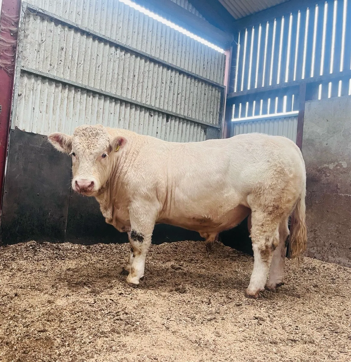 Pedigree ch bull (5star &Easy Calver) - Image 1