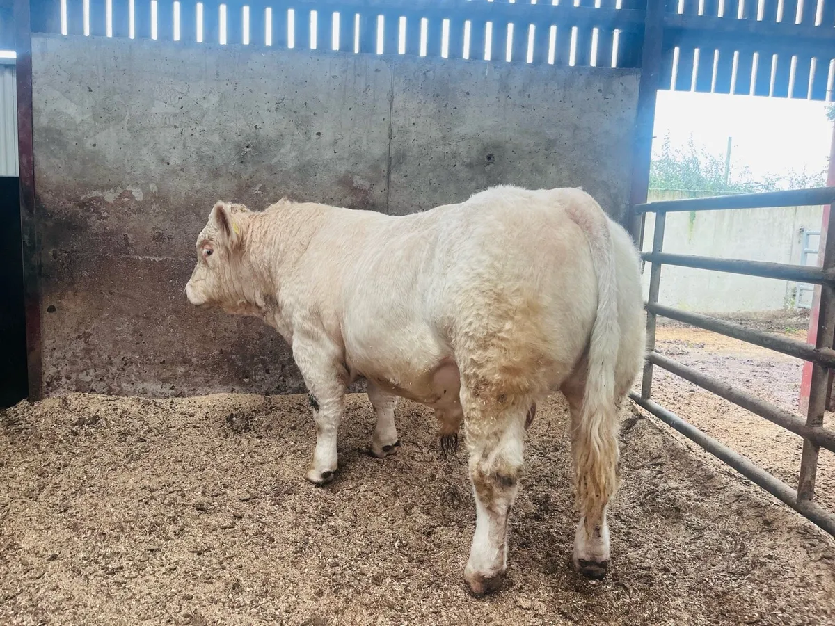 Pedigree ch bull (5star &Easy Calver) - Image 3