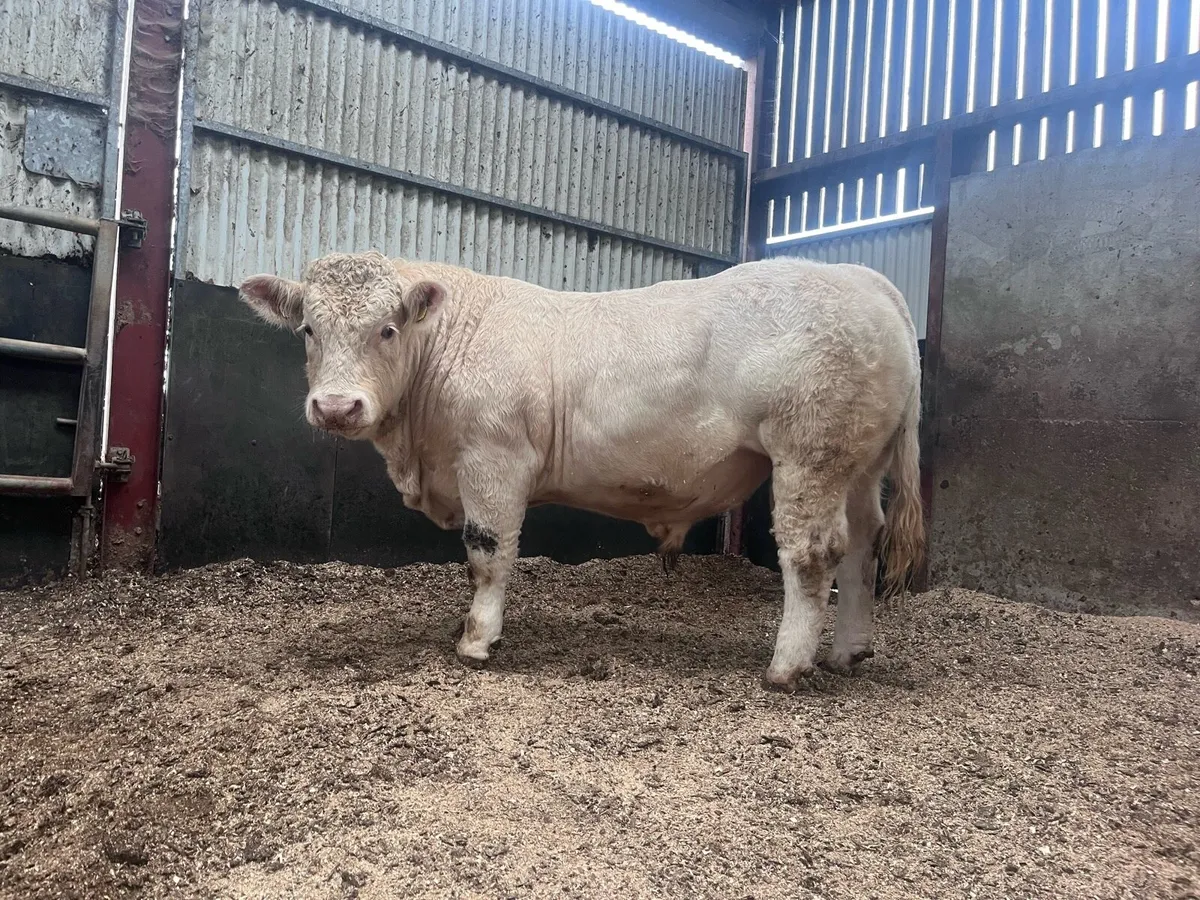 Pedigree ch bull (5star &Easy Calver) - Image 4