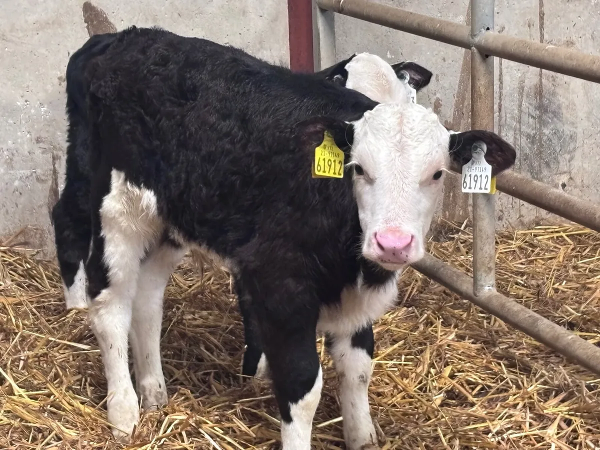 2 Hereford calves for sale - Image 3