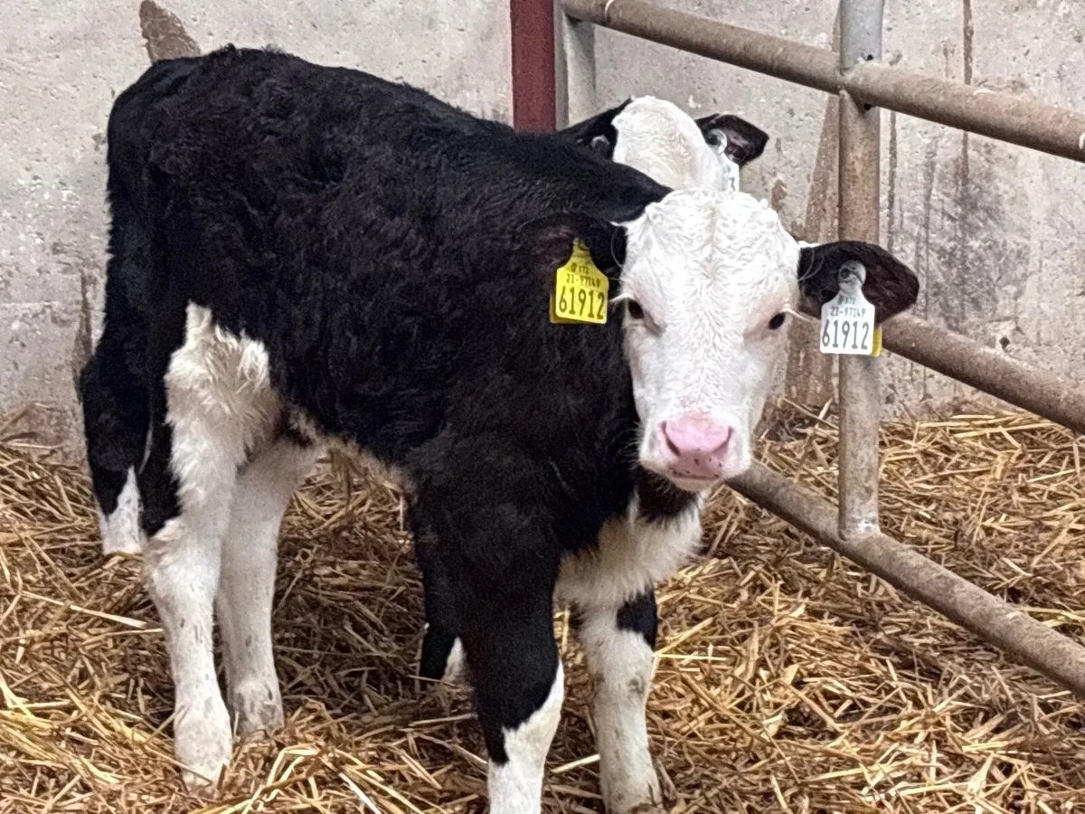 2 Hereford calves for sale - Image 4