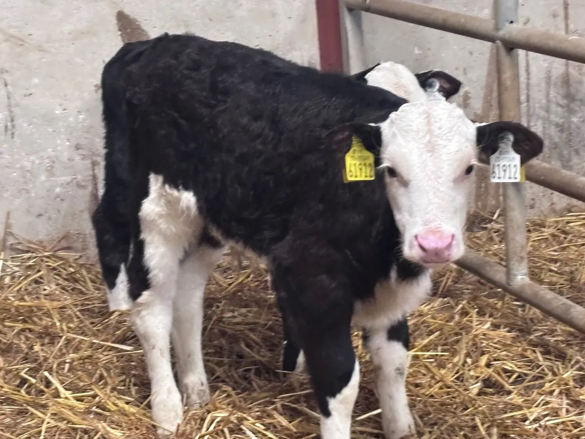 2 Hereford calves for sale - Image 1