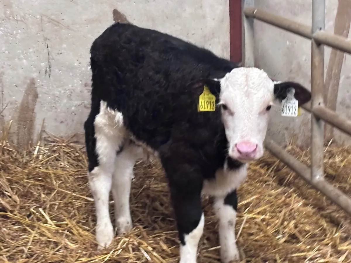 2 Hereford calves for sale - Image 2