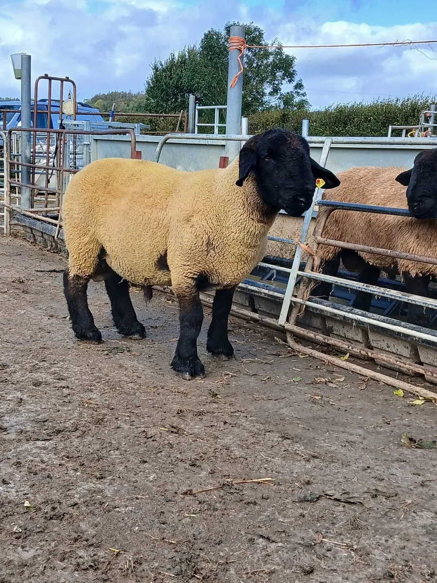 Suffolk Hogget Ram - Image 1