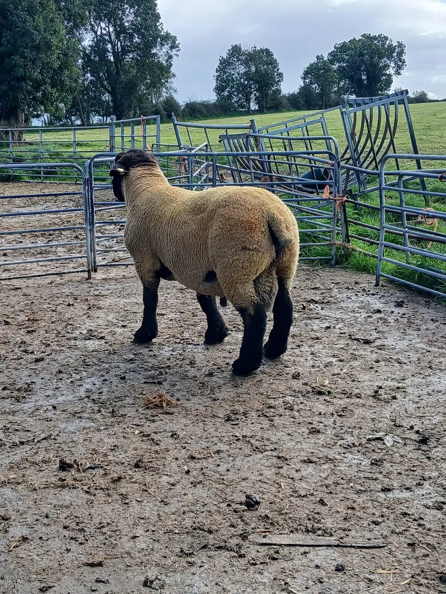 Suffolk Hogget Ram - Image 2