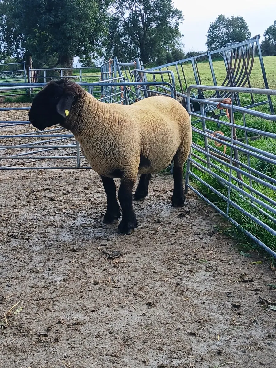 Suffolk Hogget Ram - Image 3
