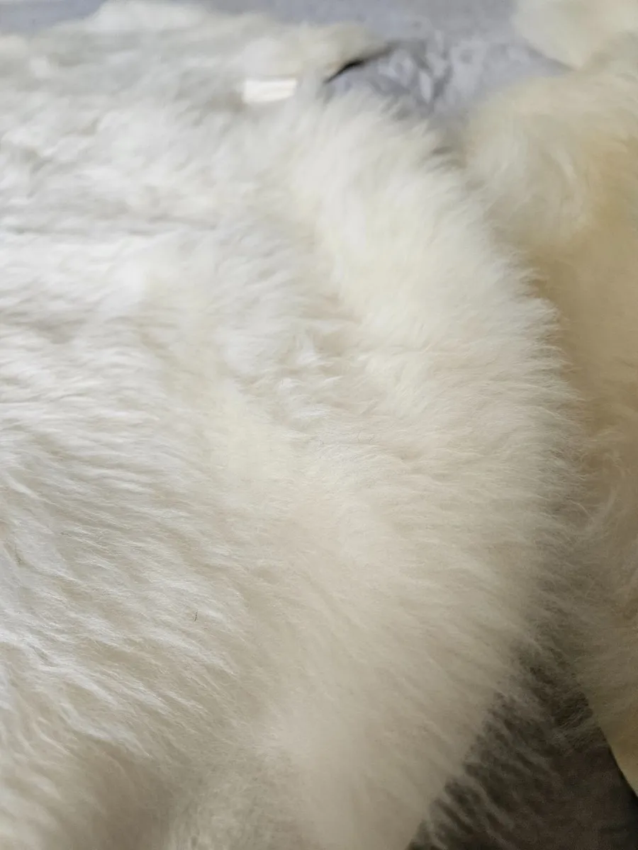 2 New White Genuine Sheepskin Rugs Great Quality - Image 2