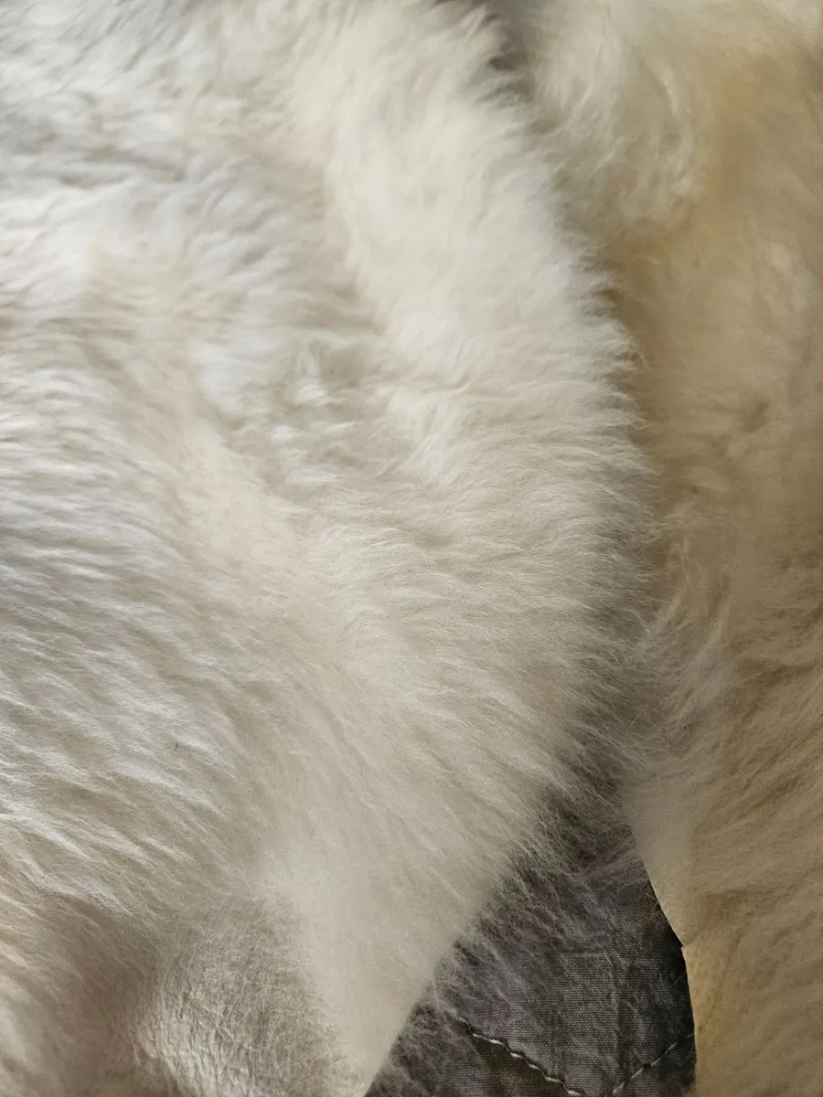 2 New White Genuine Sheepskin Rugs Great Quality - Image 3