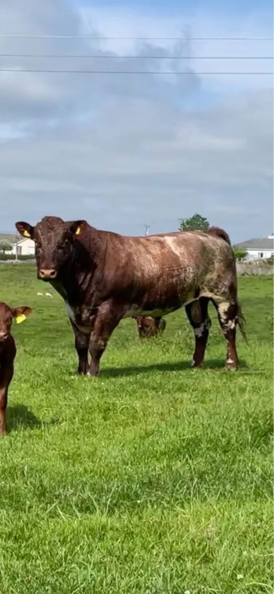 Beef Shorthorn heifer pedigree registered - Image 2