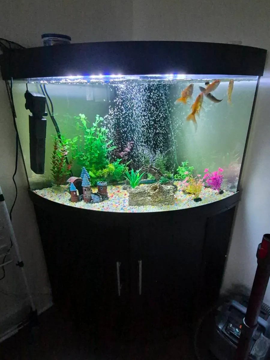 2 fish tank - Image 1