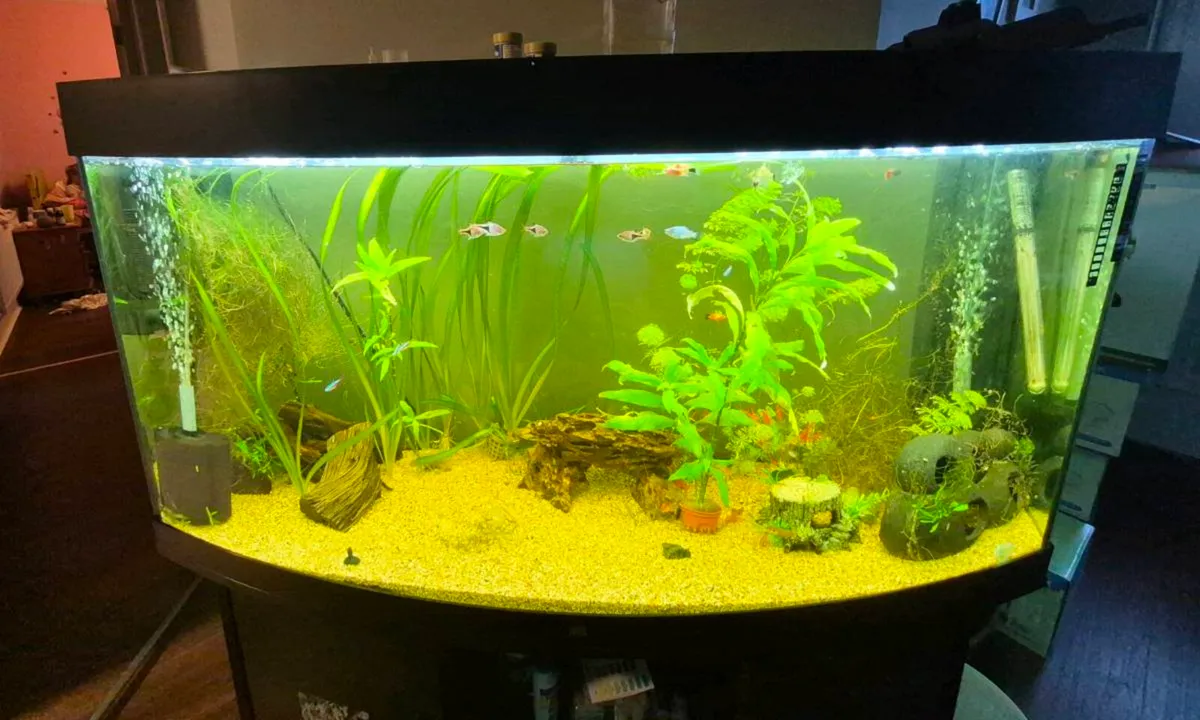 2 fish tank - Image 2