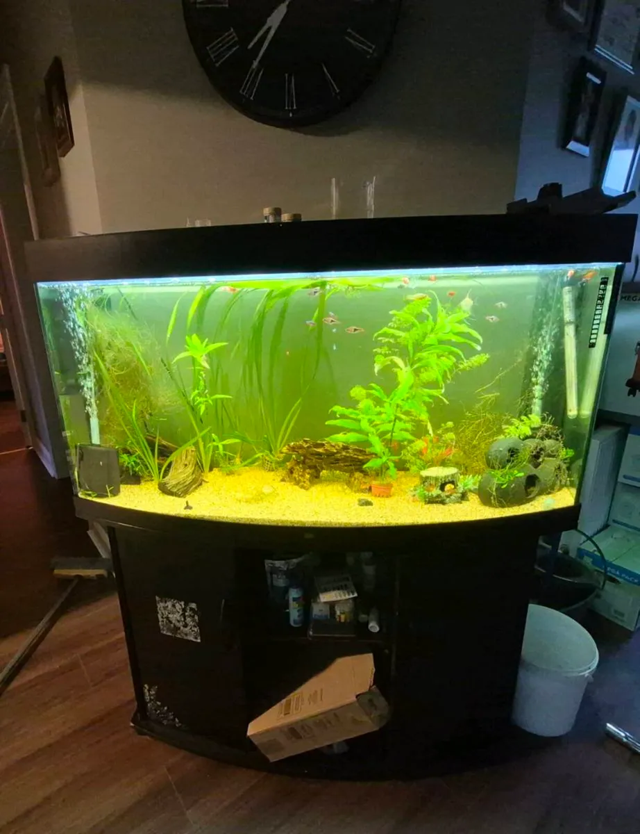 2 fish tank - Image 3