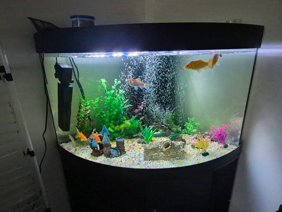 2 fish tank - Image 4