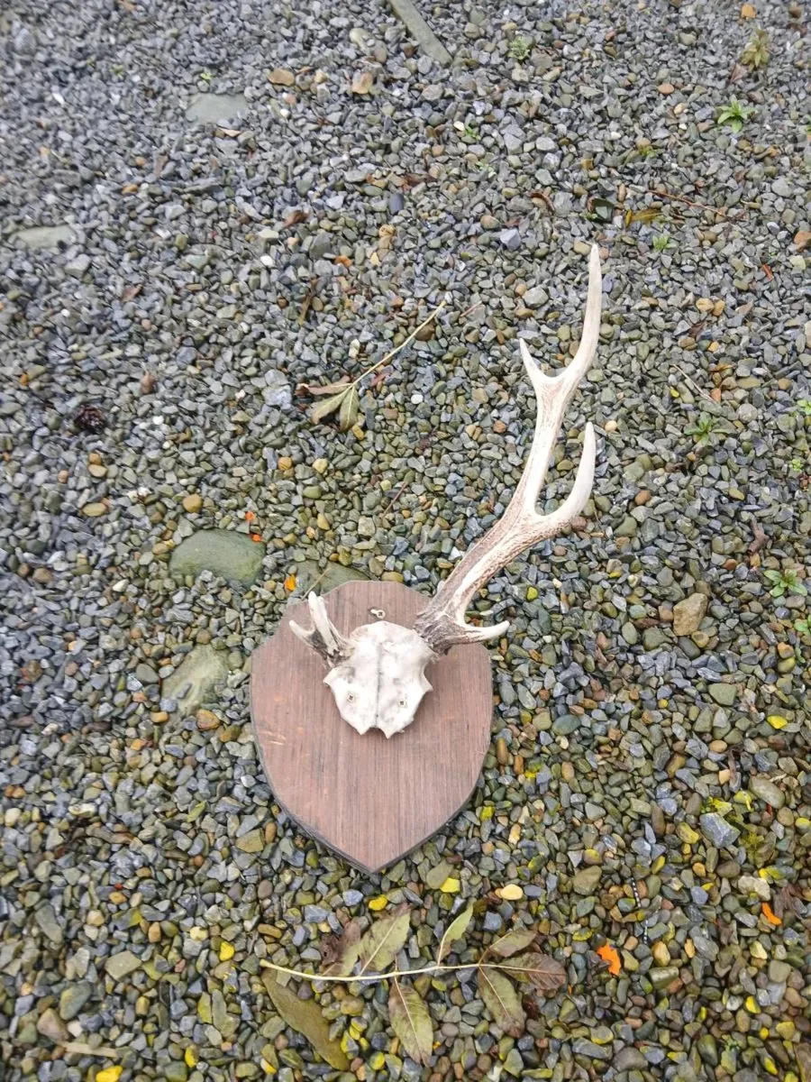 Deer antlers - Image 1