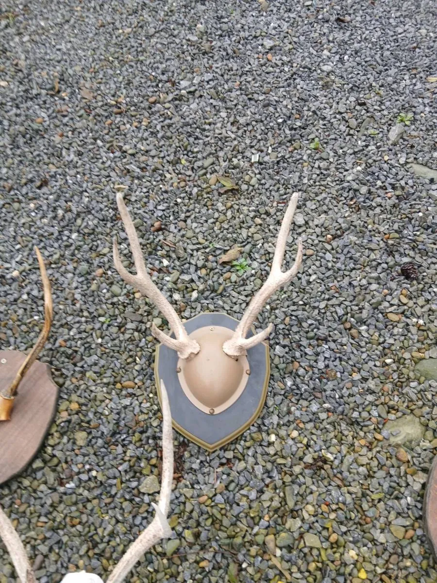 Deer antlers - Image 2