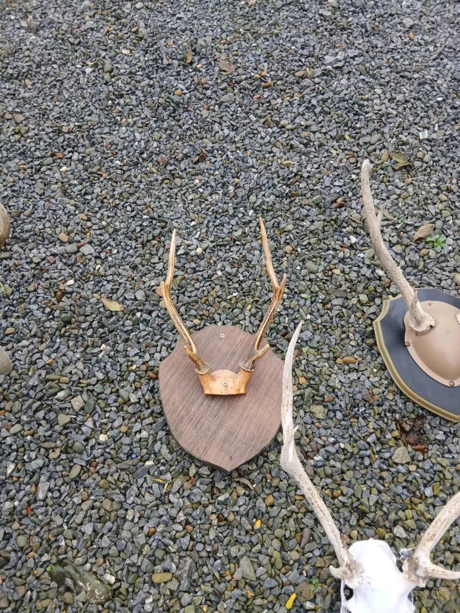 Deer antlers - Image 3