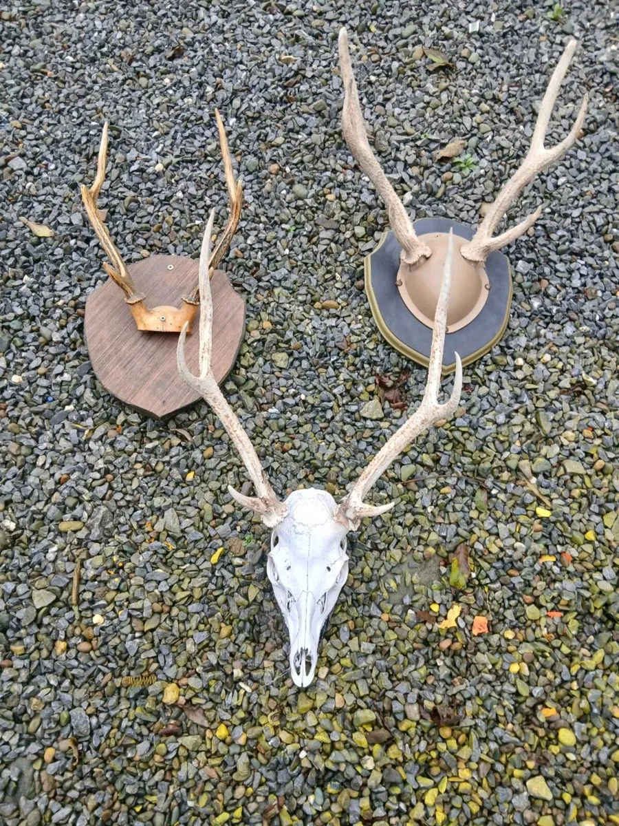 Deer antlers - Image 4
