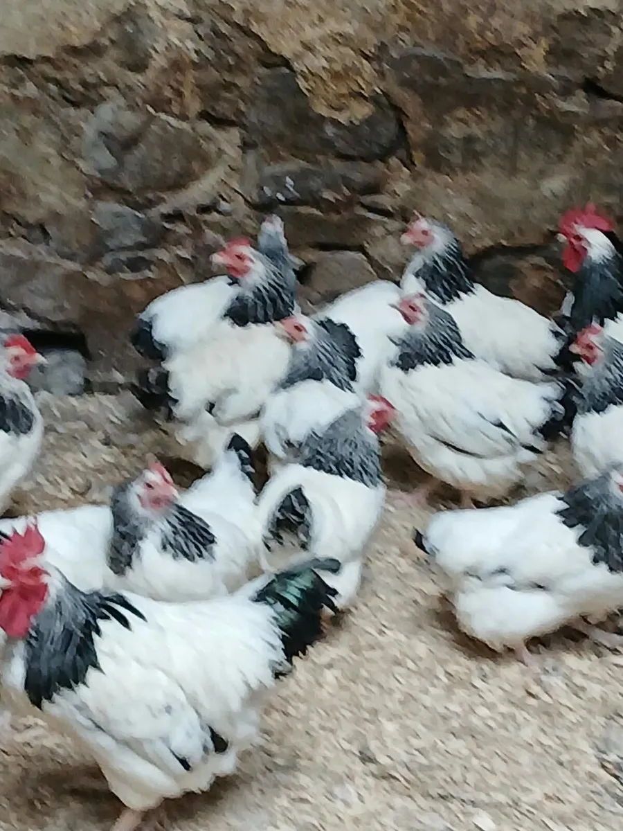 Chickens - Image 1