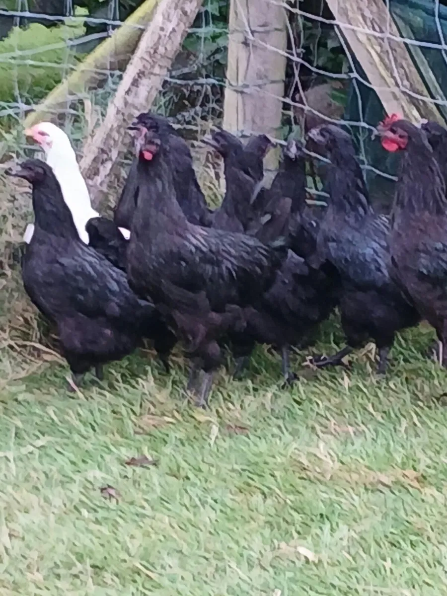 Chickens - Image 2