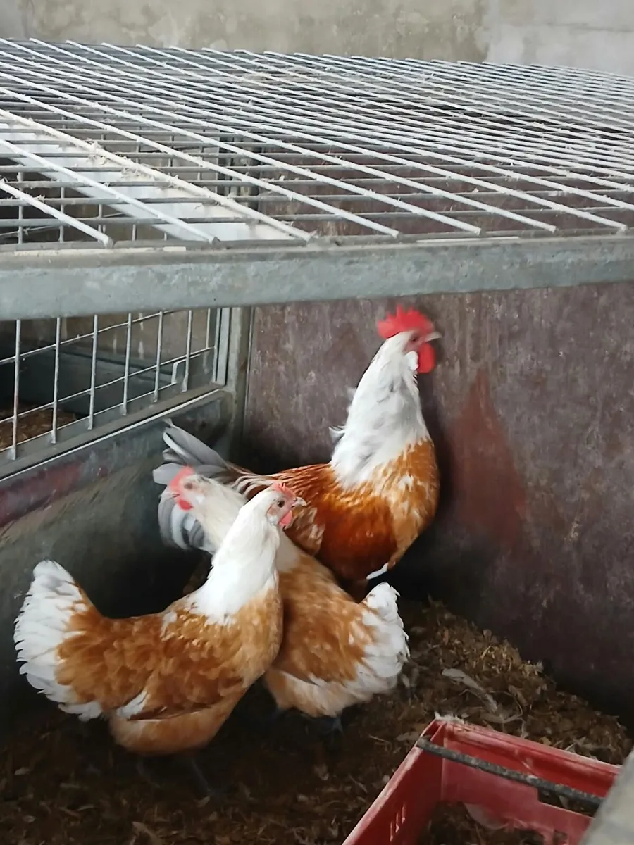 Chickens - Image 3