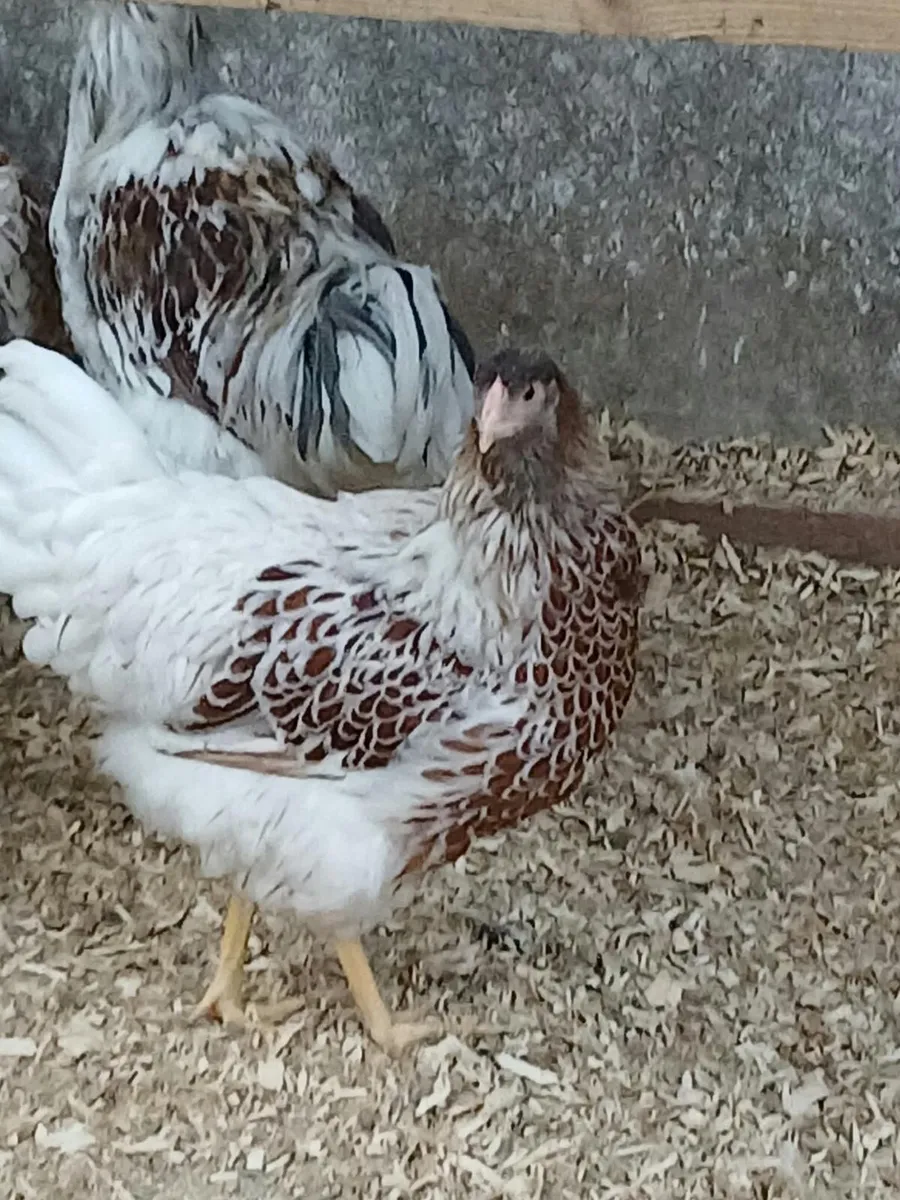 Chickens - Image 4