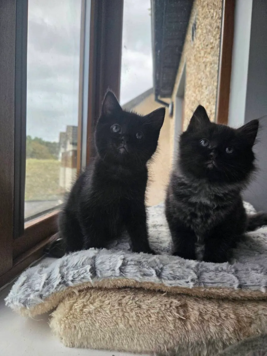 Kittens - Image 1