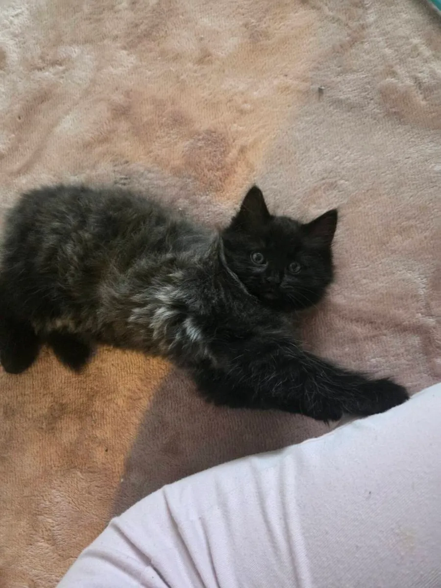 Kittens - Image 2