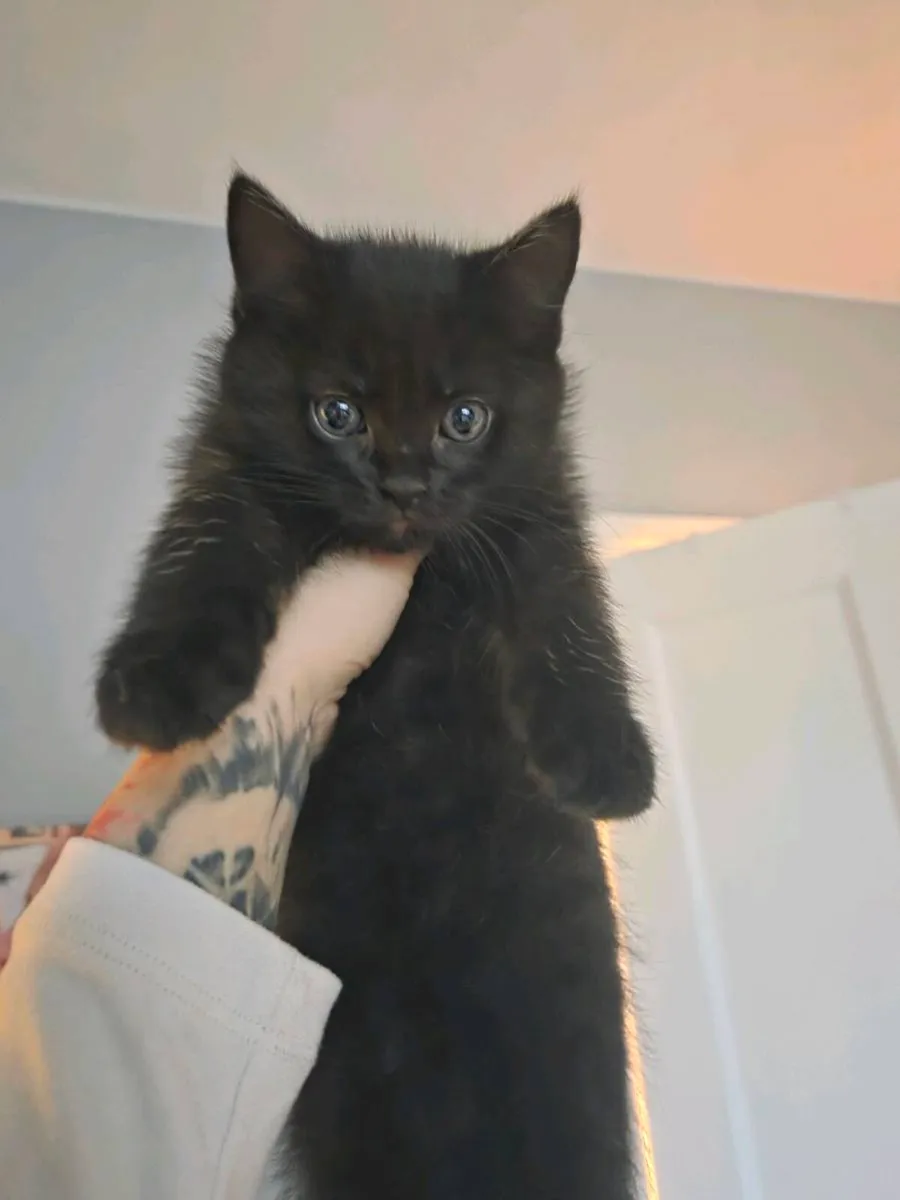 Kittens - Image 3