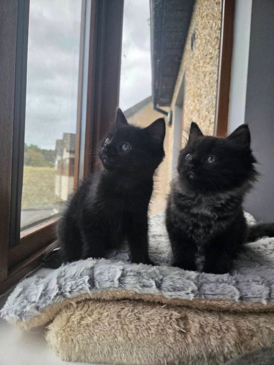 Kittens - Image 4