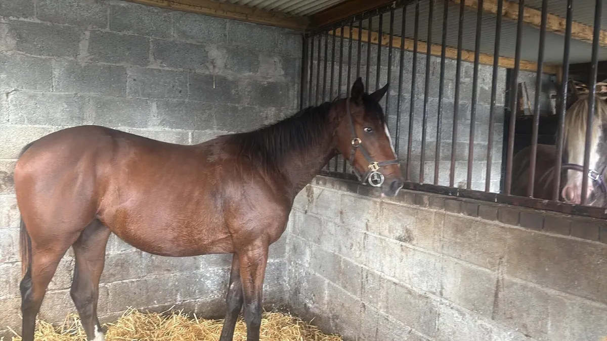 Thoroughbred horses - Image 1